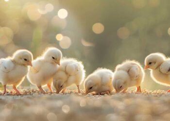 Yumurta İçi Aşılama, Civcivlerde Bağışıklık Yanıtı