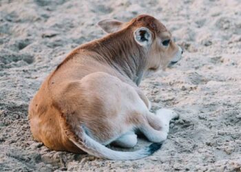 Ayakta Duramayan Buzağılar