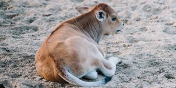 Ayakta Duramayan Buzağılar