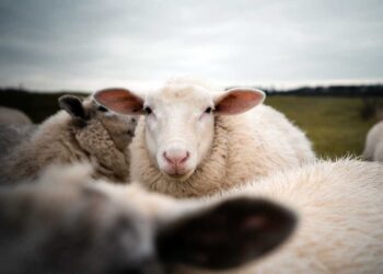 Koyunların Sınıflandırılması