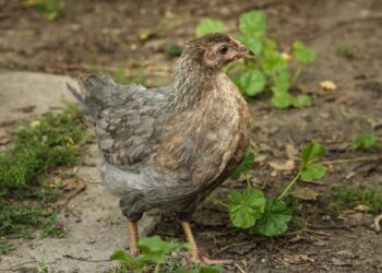 Tavuklarda Enfeksiyöz Laringotracheitis Hastalığı (Infectious Laryngotracheitis, ILT)