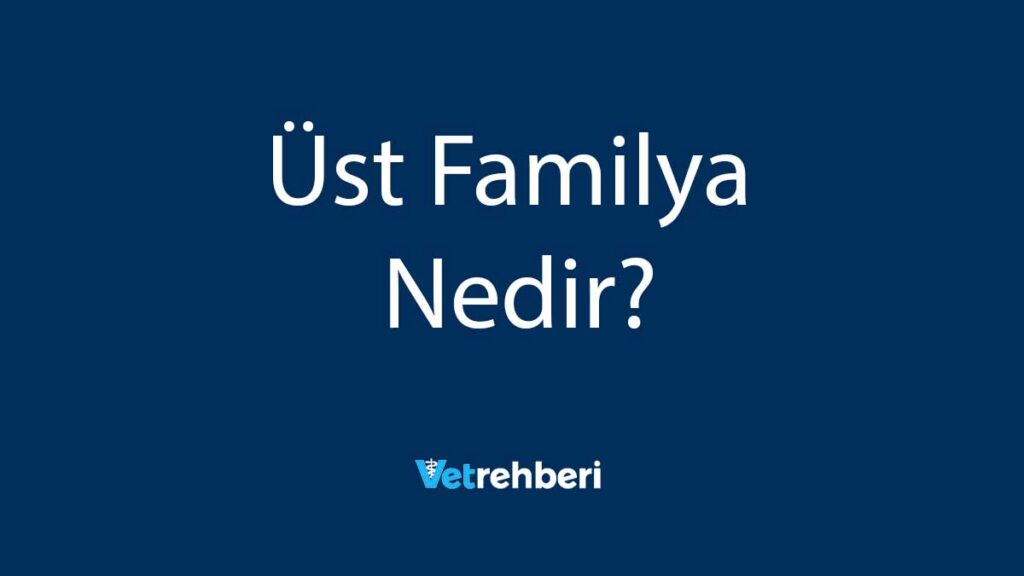 Üst Familya Nedir?