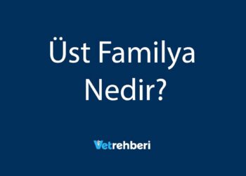 Üst Familya Nedir?