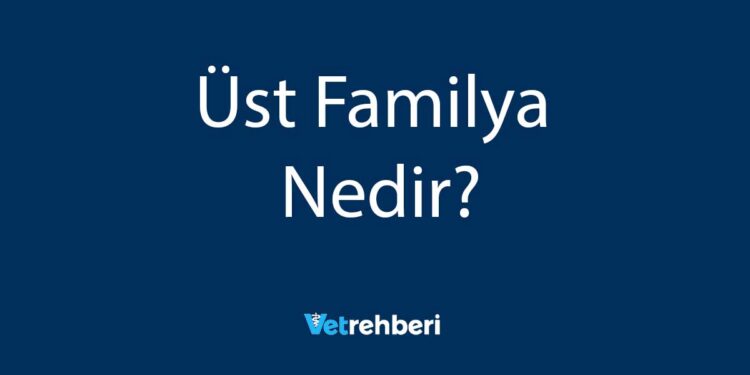 Üst Familya Nedir?