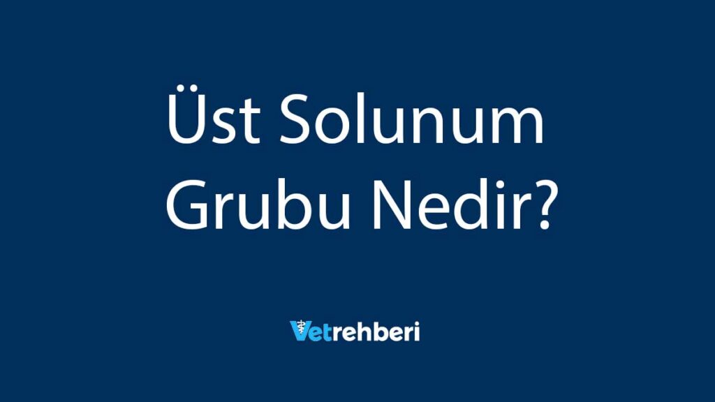 Üst Solunum Grubu Nedir?