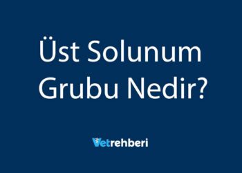 Üst Solunum Grubu Nedir?