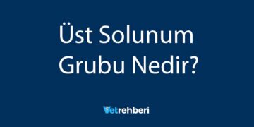 Üst Solunum Grubu Nedir?