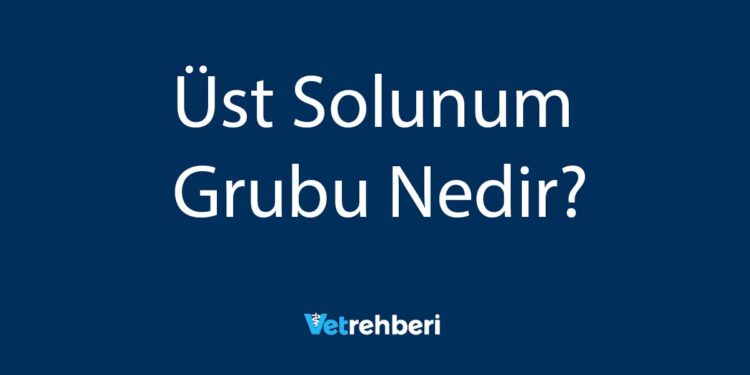 Üst Solunum Grubu Nedir?