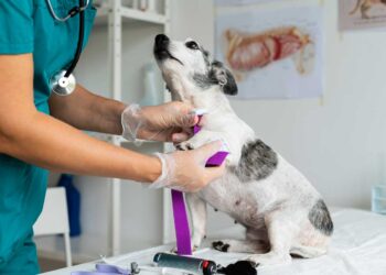 Veteriner Tıbbının Yeri ve Önemi