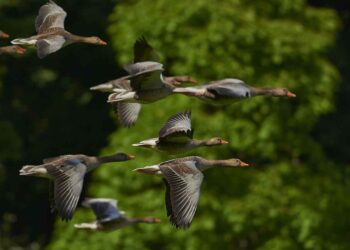 Yabani Su Kuşlarının Dışkıları ile Kuş Gribi Virüsü Hava Yoluyla Bulaşır Mı?