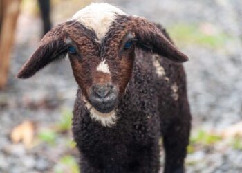 Yavrularda Yürüyüş Bozuklukları