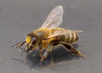 Arılarda Vücut Yapısı