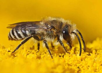 Arıların Biyolojisi