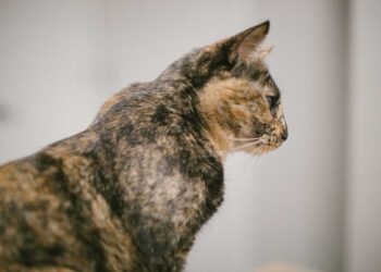 Kedilerde Pemfigus Foliaceus Hastalığı