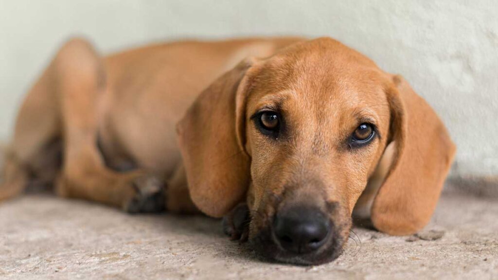 Köpekler Korkar Mı?