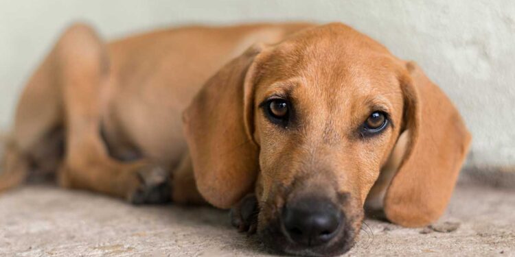 Köpekler Korkar Mı?