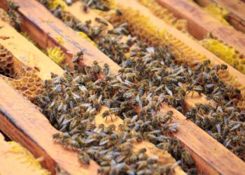 Teknik Arı Yetiştiriciliği