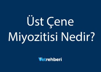 Üst Çene Miyozitisi Nedir?