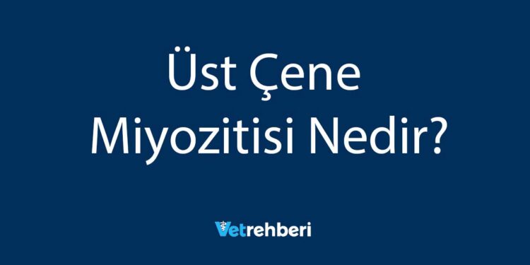 Üst Çene Miyozitisi Nedir?