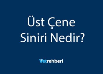Üst Çene Siniri Nedir?