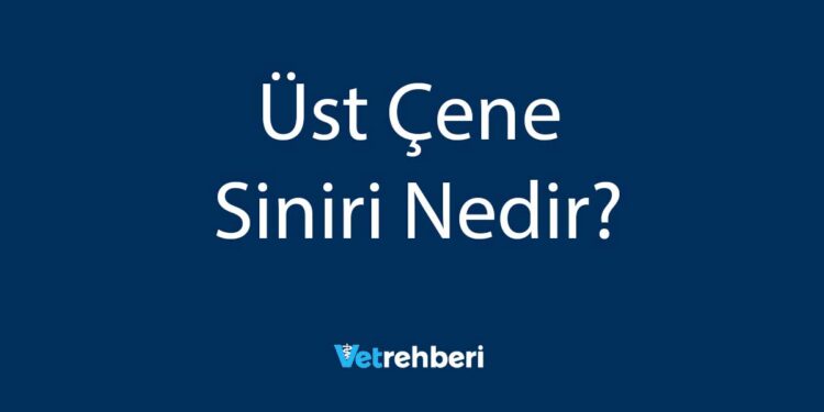 Üst Çene Siniri Nedir?