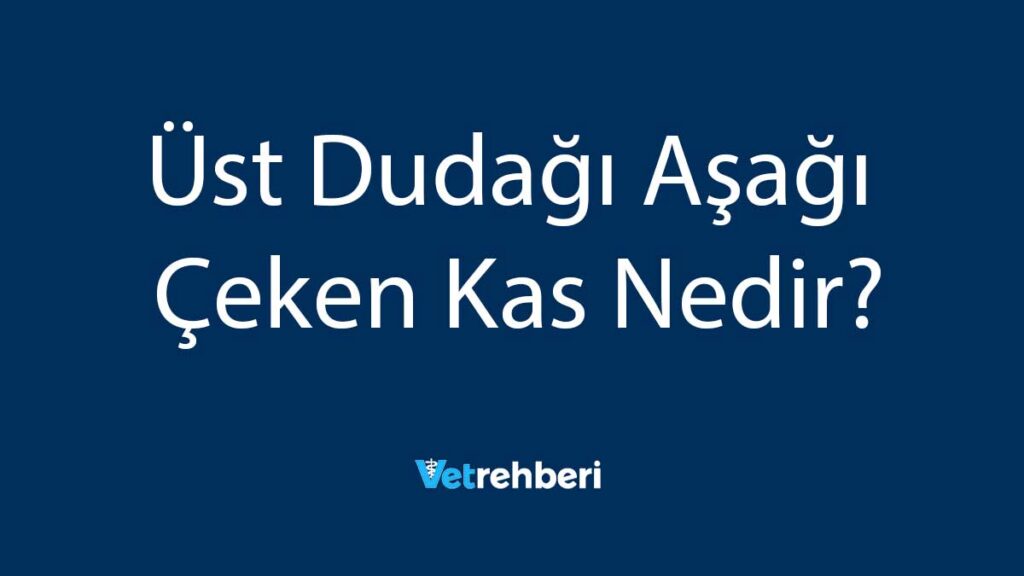 Üst Dudağı Aşağı Çeken Kas Nedir?