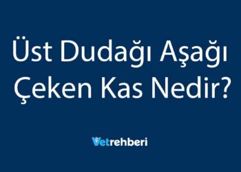 Üst Dudağı Aşağı Çeken Kas Nedir?