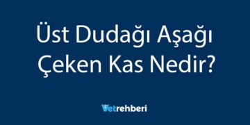 Üst Dudağı Aşağı Çeken Kas Nedir?