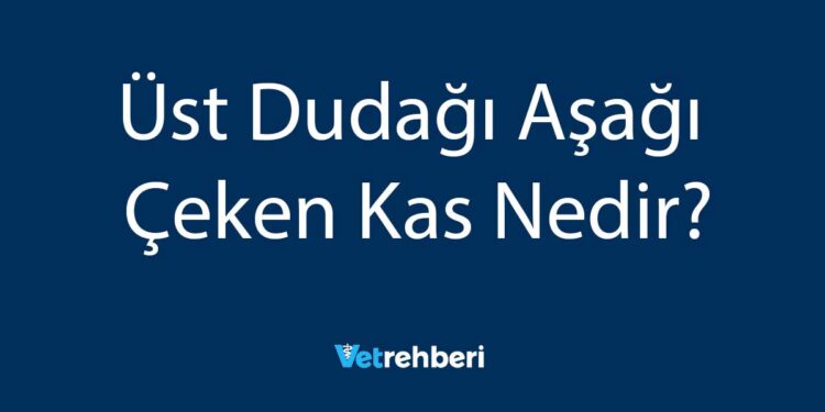 Üst Dudağı Aşağı Çeken Kas Nedir?