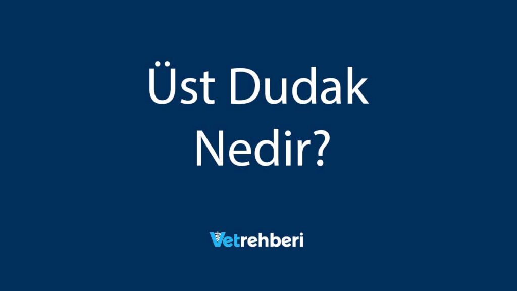 Üst Dudak Nedir?