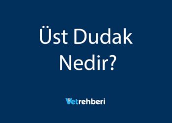 Üst Dudak Nedir?