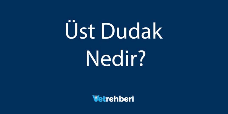 Üst Dudak Nedir?