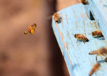 Arı Ailesi (Kraliçe Arı, İşçi Arı ve Erkek Arı)