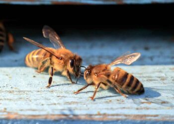 Arılarda Haberleşme Nasıl Oluyor?