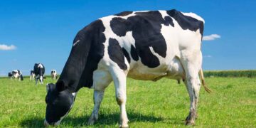 Damızlık Sığırlarda Dış Görünüşe Göre Sınıflandırma