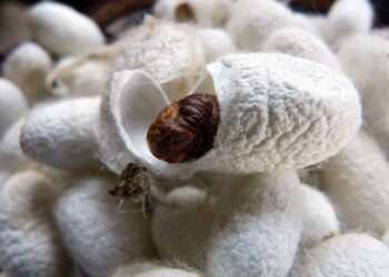 İpek Böceği Yetiştiriciliği