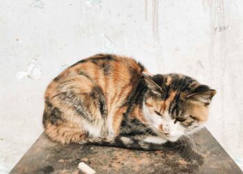 Kedilerde Pyrantel Pamoate: Genel Bakış, Dozaj ve Yan Etkileri (Kontil, Nemex)