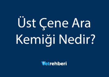 Üst Çene Ara Kemiği Nedir?
