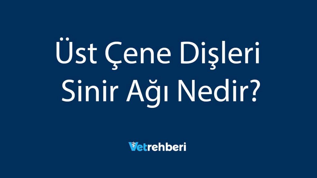 Üst Çene Dişleri Sinir Ağı Nedir?