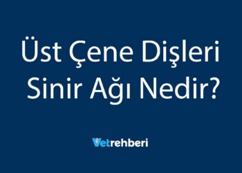 Üst Çene Dişleri Sinir Ağı Nedir?
