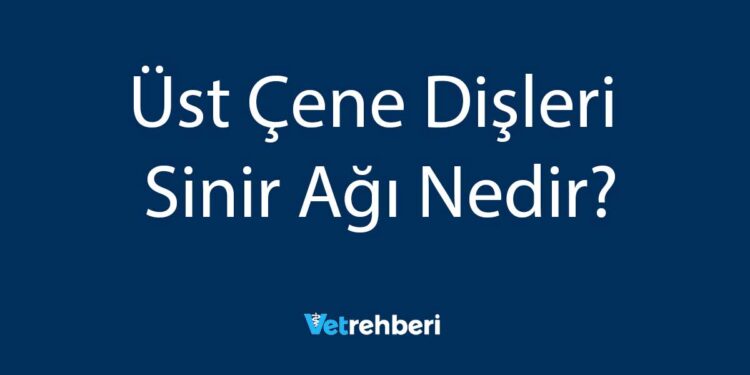 Üst Çene Dişleri Sinir Ağı Nedir?