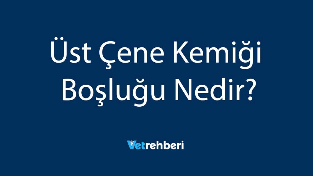 Üst Çene Kemiği Boşluğu Nedir?