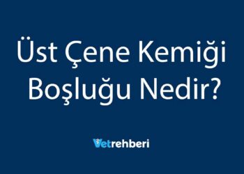 Üst Çene Kemiği Boşluğu Nedir?