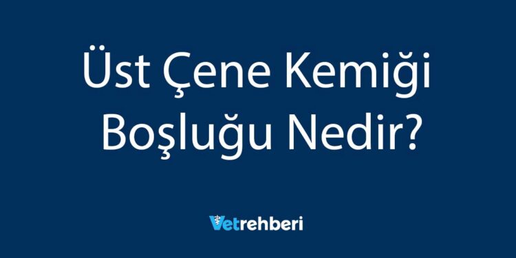 Üst Çene Kemiği Boşluğu Nedir?