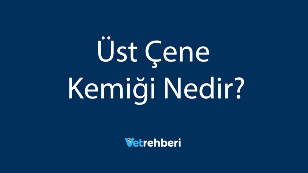 Üst Çene Kemiği Nedir?