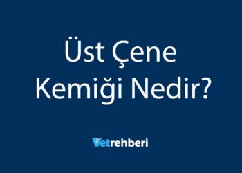 Üst Çene Kemiği Nedir?