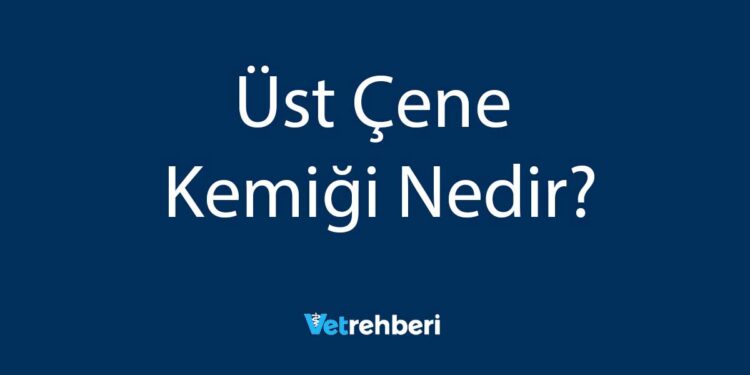 Üst Çene Kemiği Nedir?