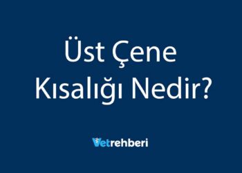 Üst Çene Kısalığı Nedir?