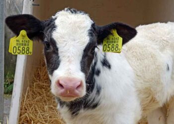 Buzağılarda Enterotoksemi