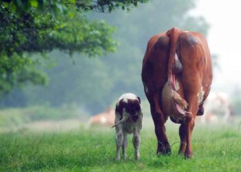 İneklerde Doğum Sonrası Yüksek Ateş